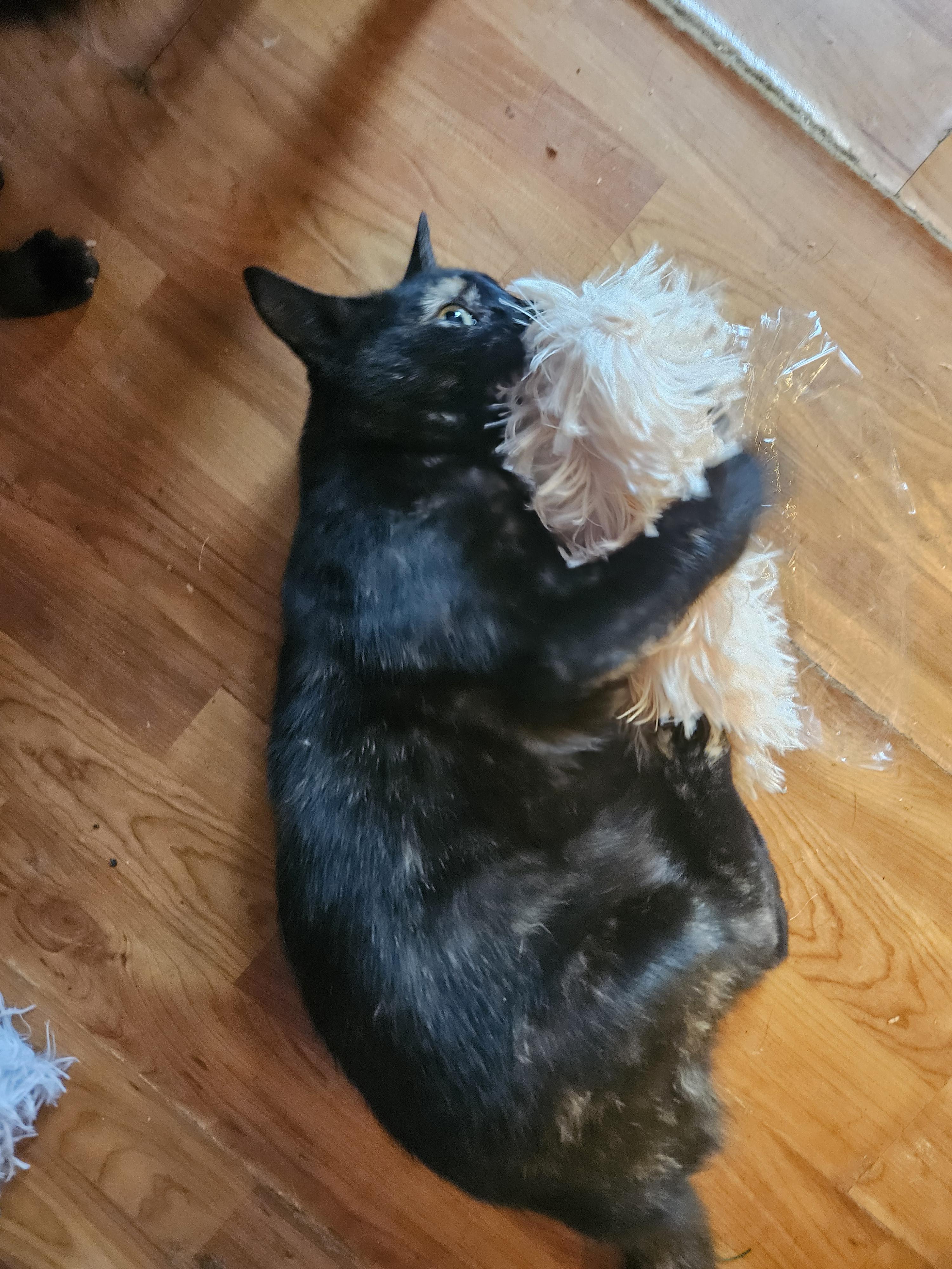 Enlarge Mary Darling, a ADOPTABLE Domestic Short Hair in Glen Burnie, MD image 3/3