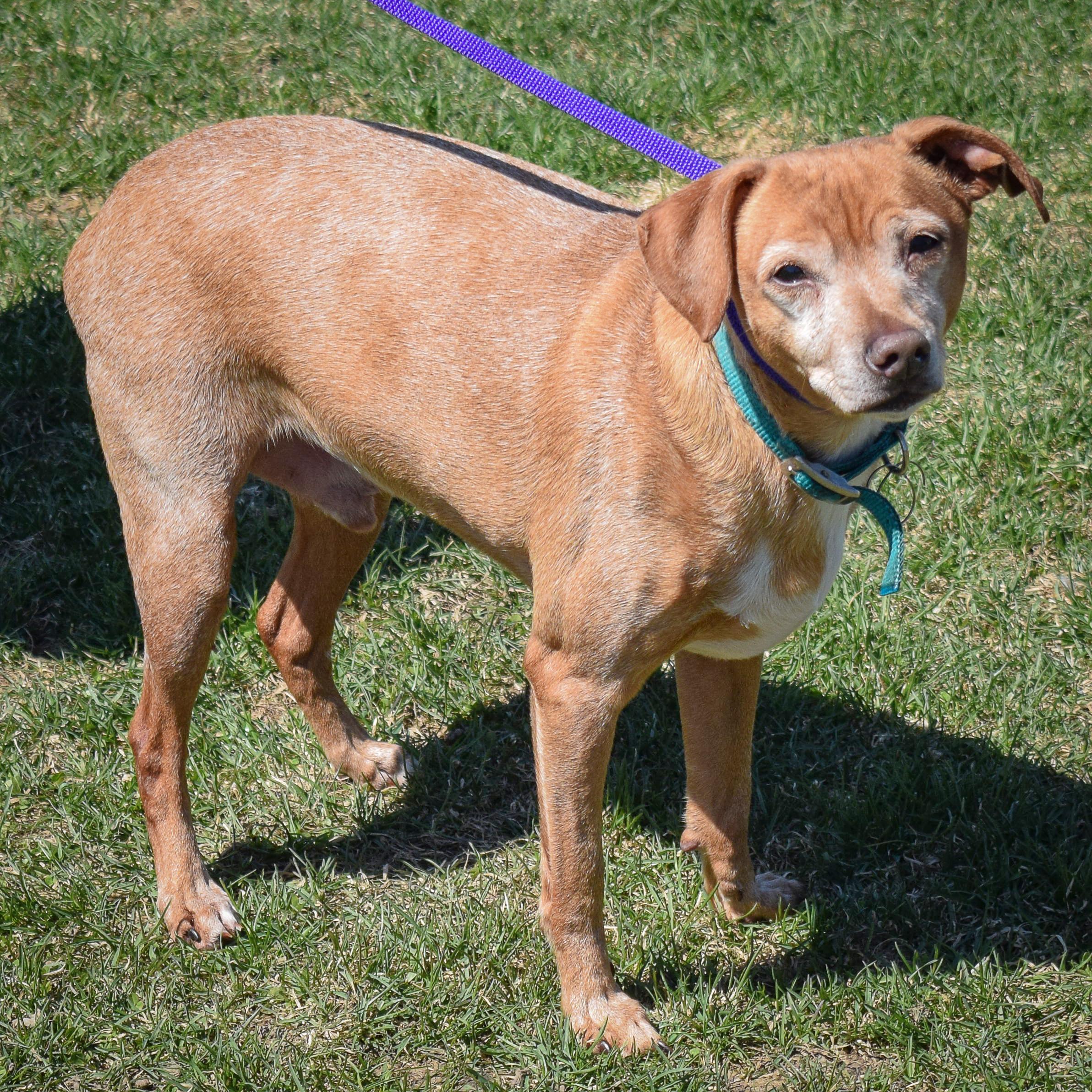 Lil Man, a Adoptable mixed breed in Huntley, IL image 5/5