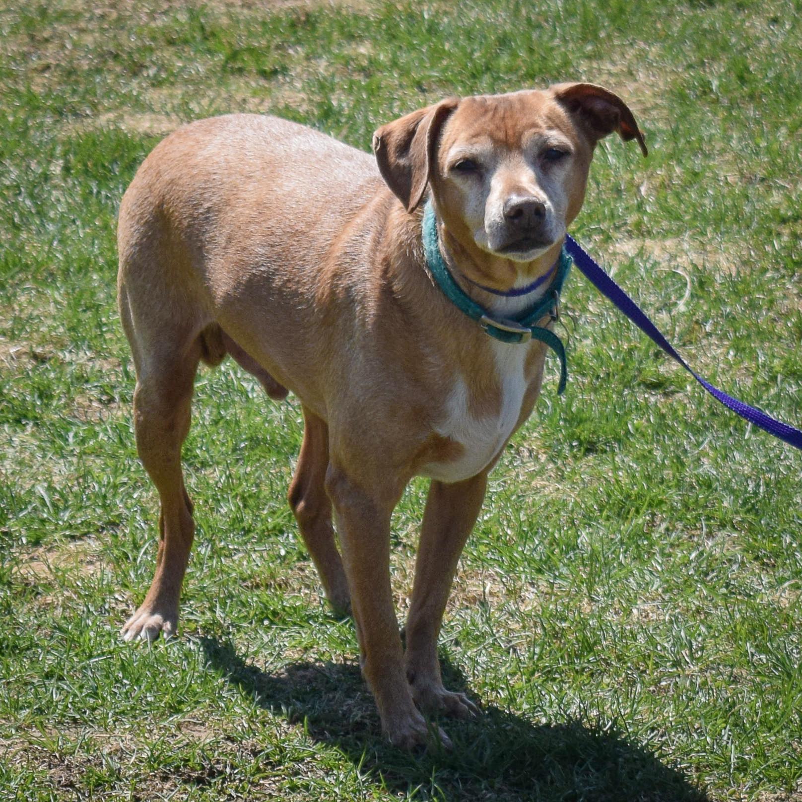 Lil Man, a Adoptable mixed breed in Huntley, IL image 3/5