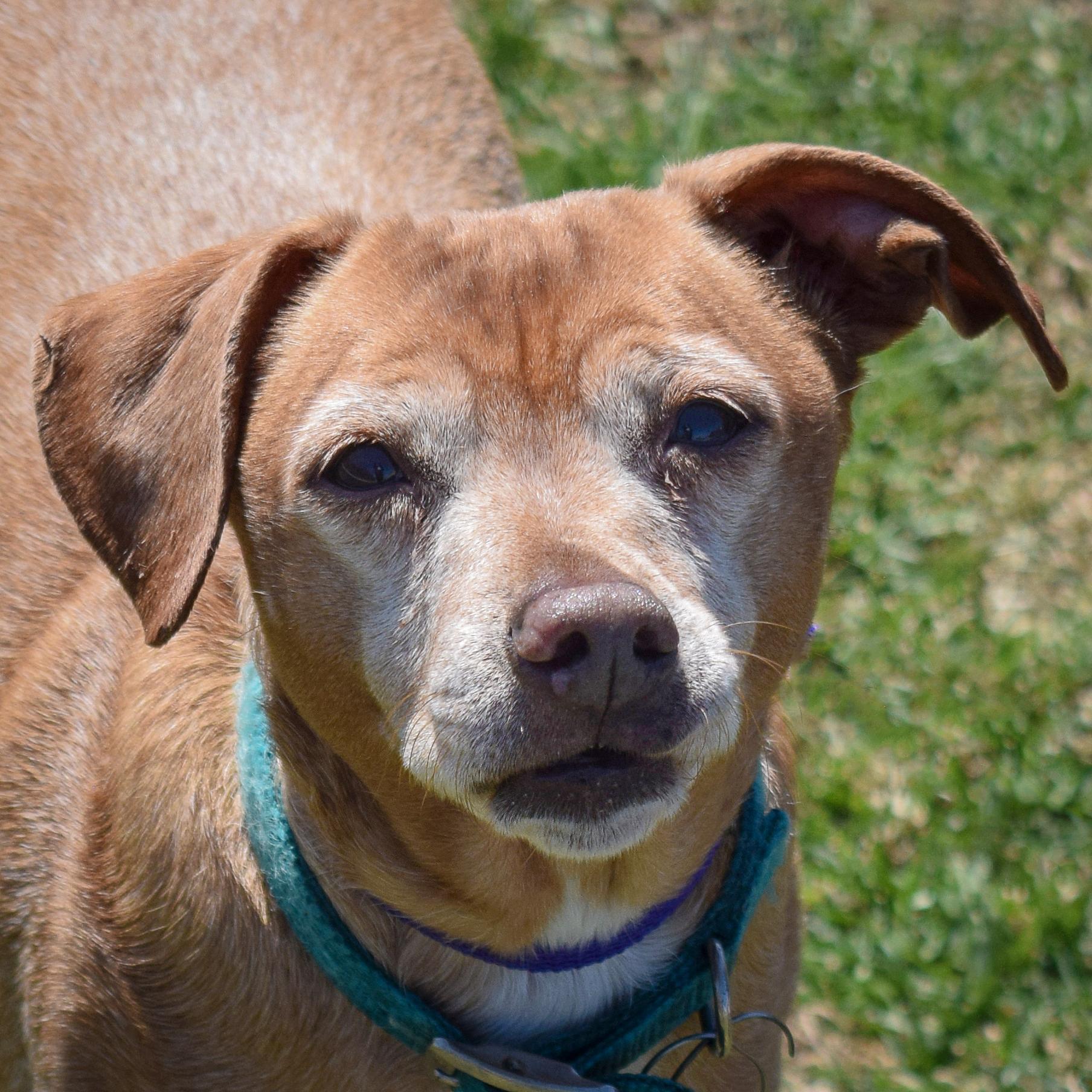 Lil Man, a Adoptable mixed breed in Huntley, IL image 1/5