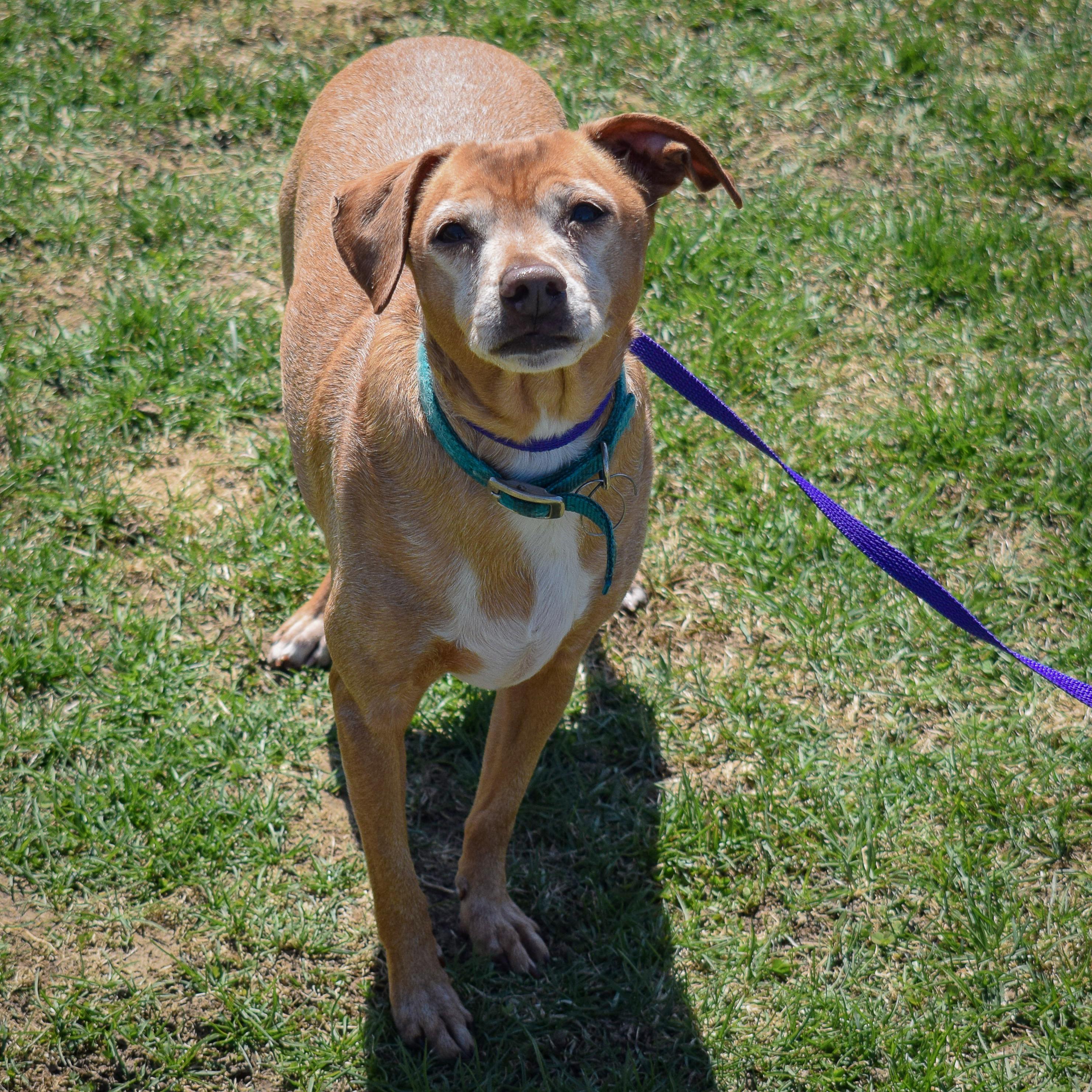 Lil Man, a Adoptable mixed breed in Huntley, IL image 4/5