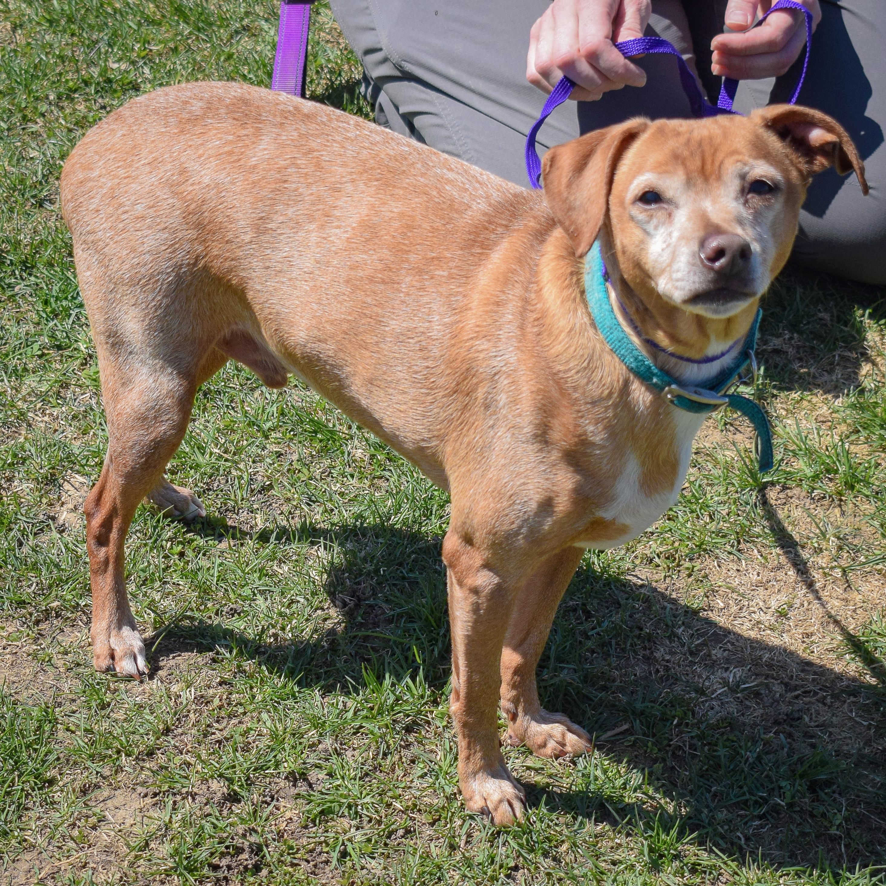 Lil Man, a Adoptable mixed breed in Huntley, IL image 2/5