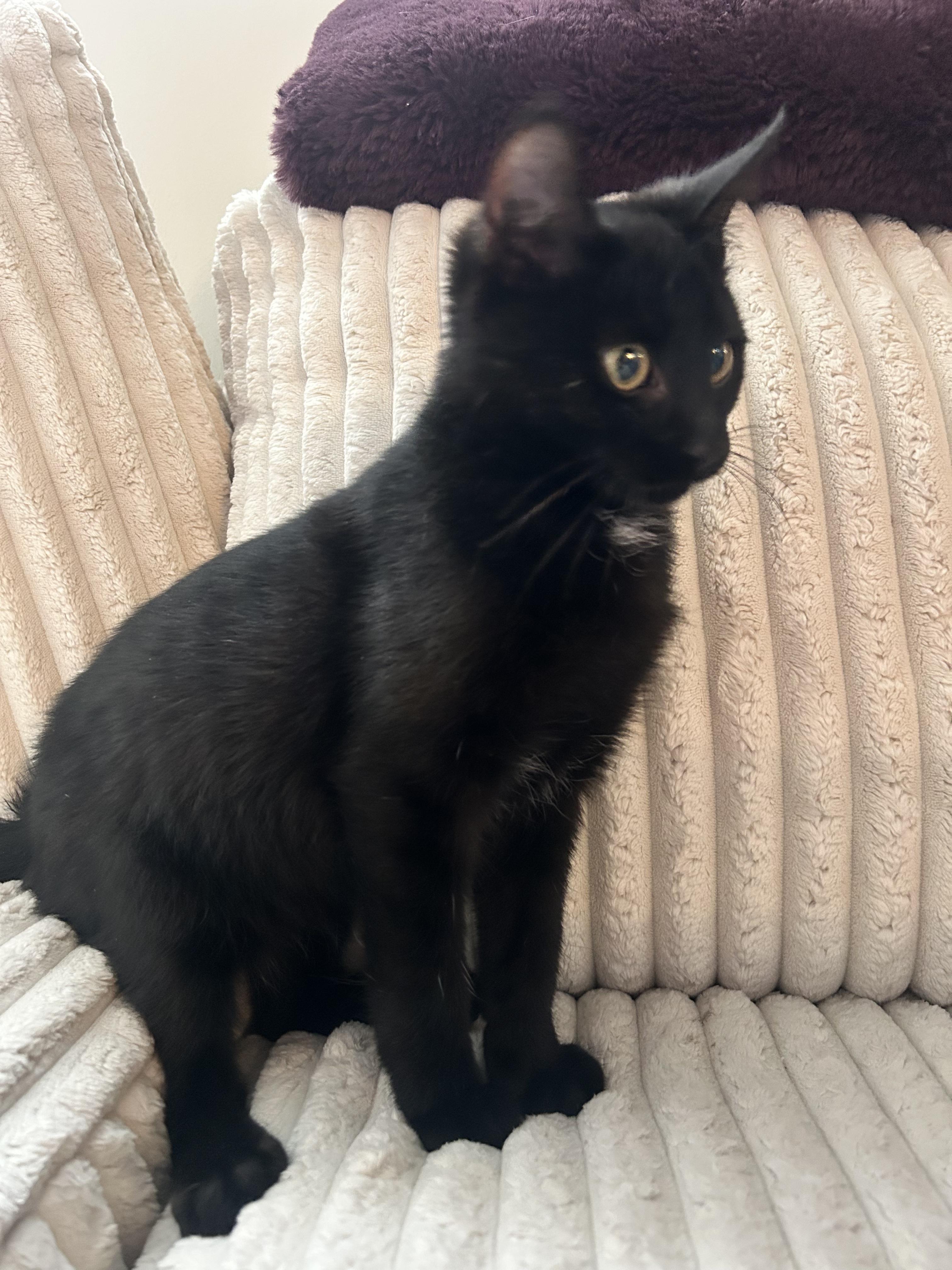 Jackolantern, adopted, Kitten Male Domestic Short Hair.