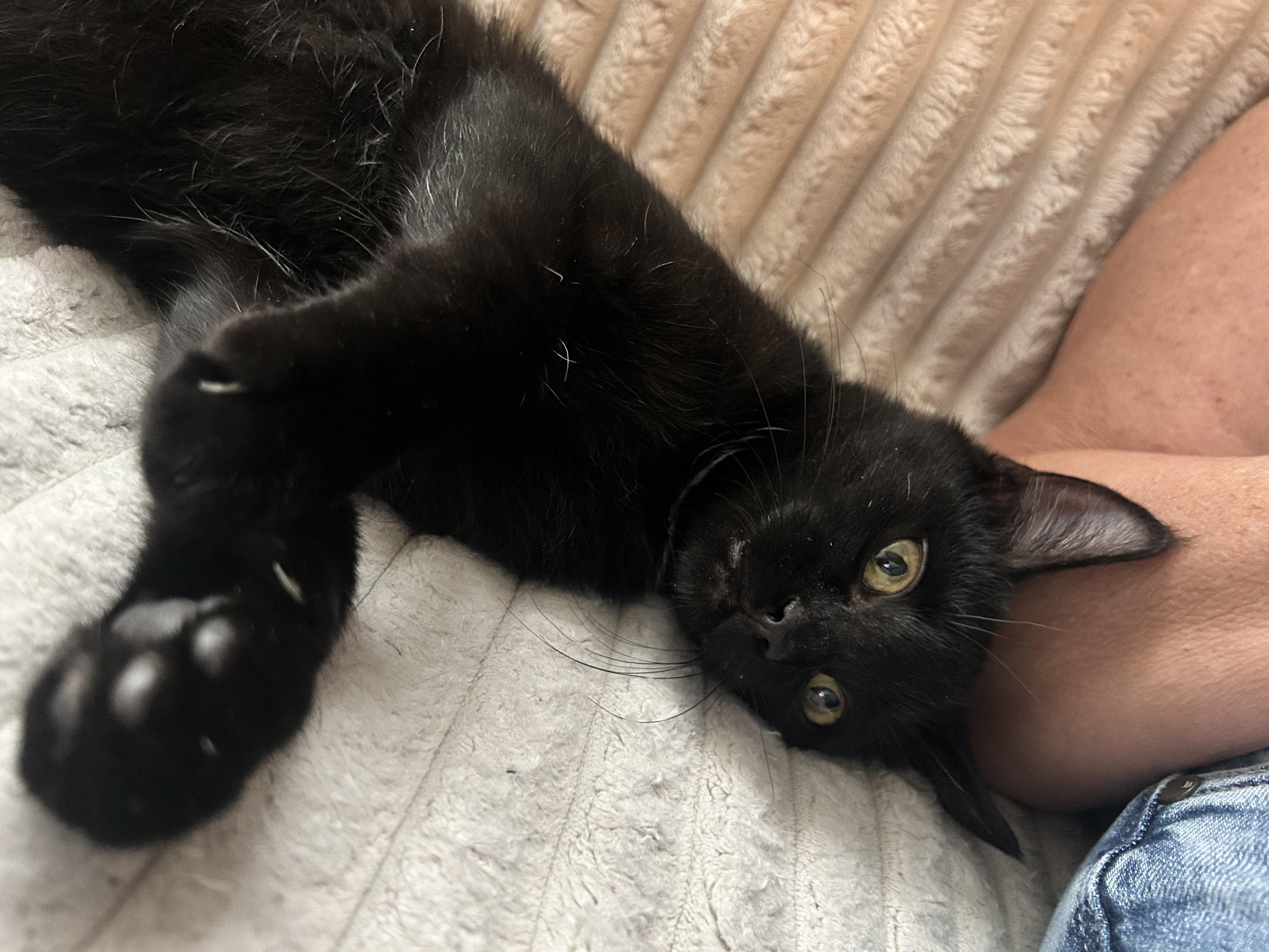 Enlarge Jackolantern, an adopted mixed breed in South Euclid, OH image 2/4