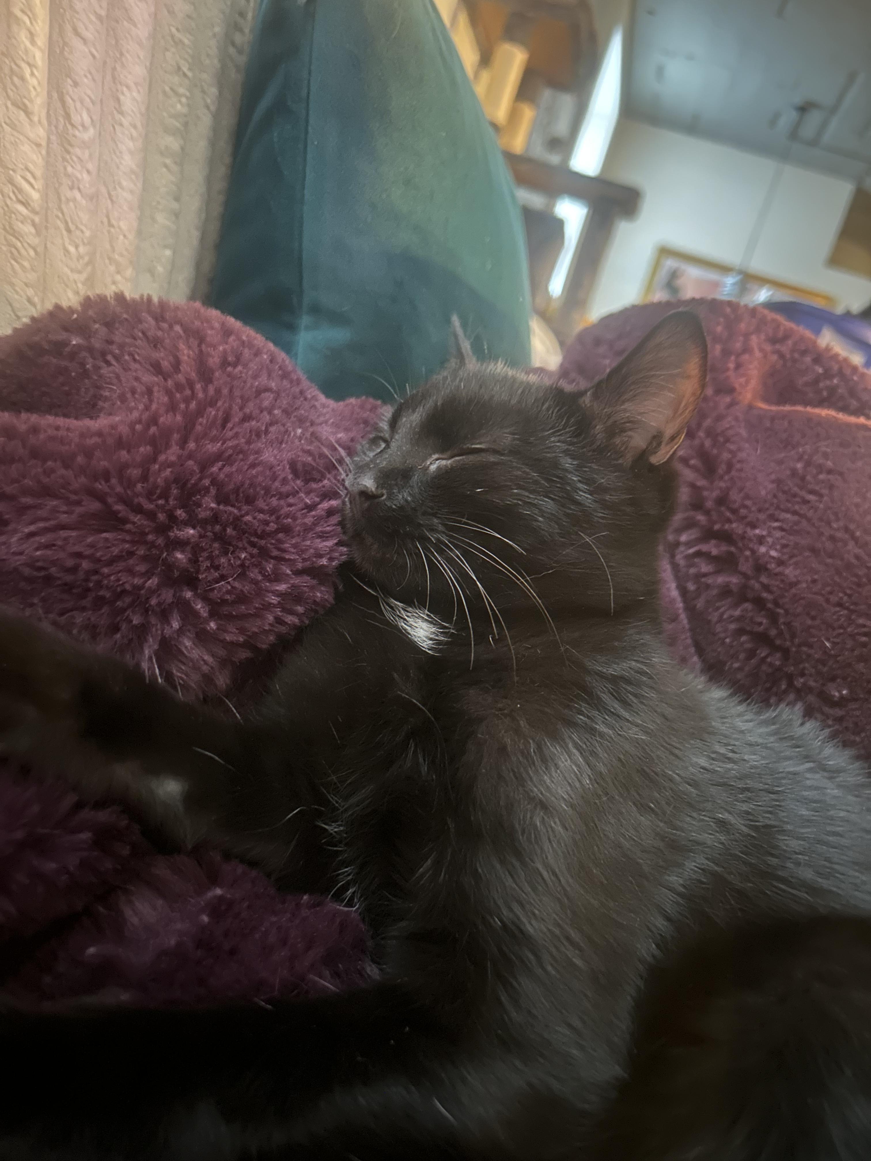 Enlarge Jackolantern, an adopted mixed breed in South Euclid, OH image 3/4