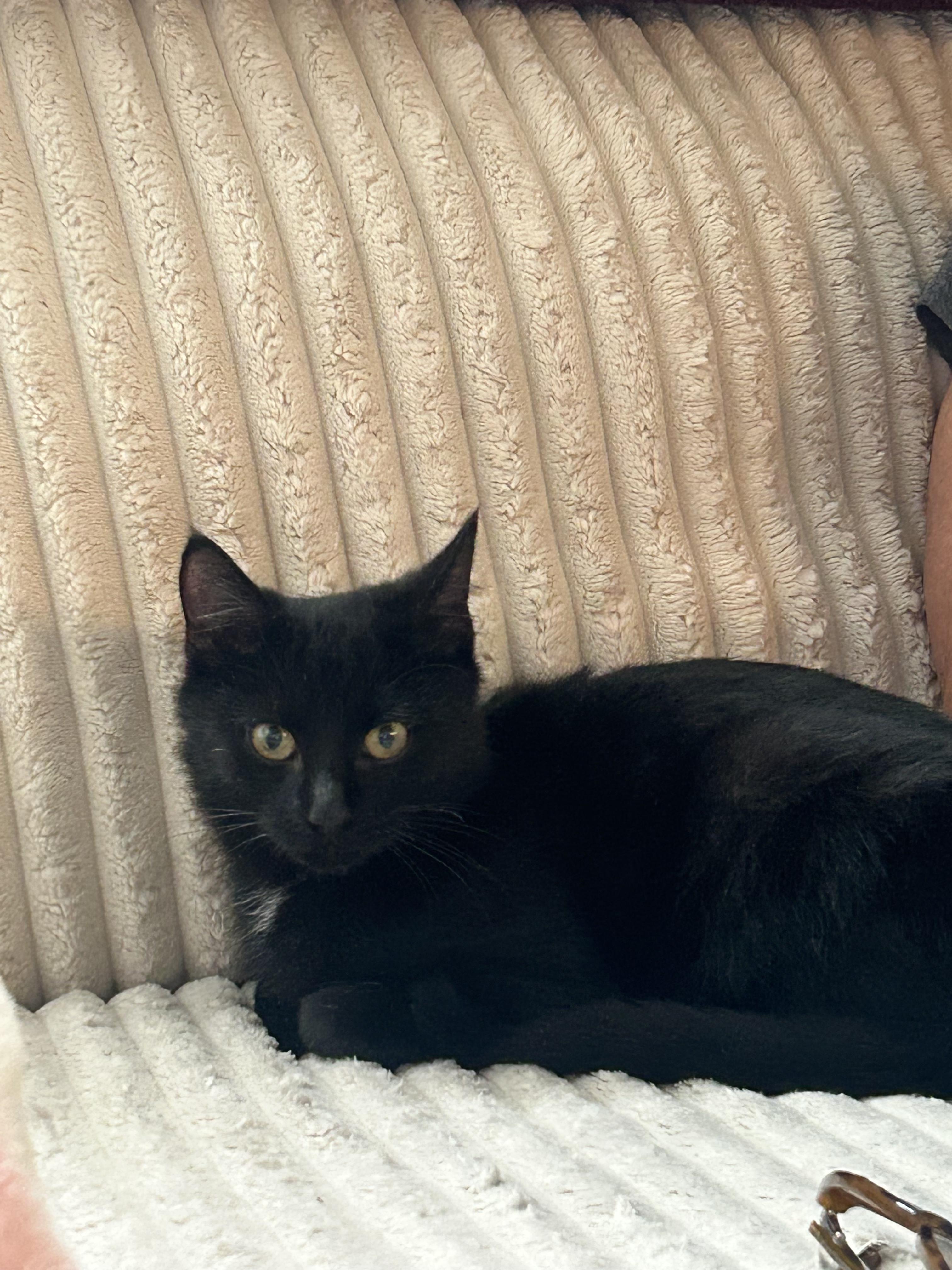 Enlarge Jackolantern, an adopted mixed breed in South Euclid, OH image 4/4