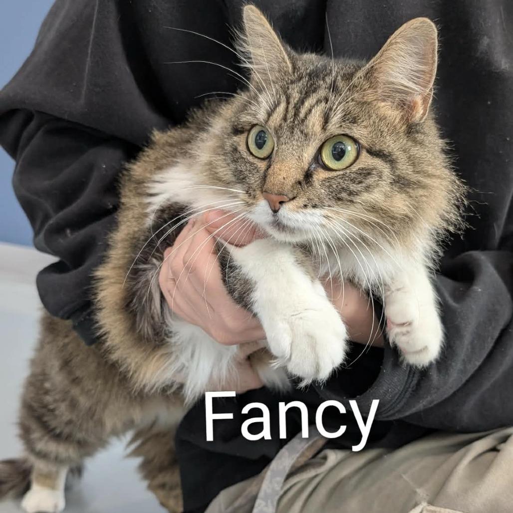 Enlarge Fancy, a Adoptable Domestic Long Hair in CHANUTE, KS image 1/1