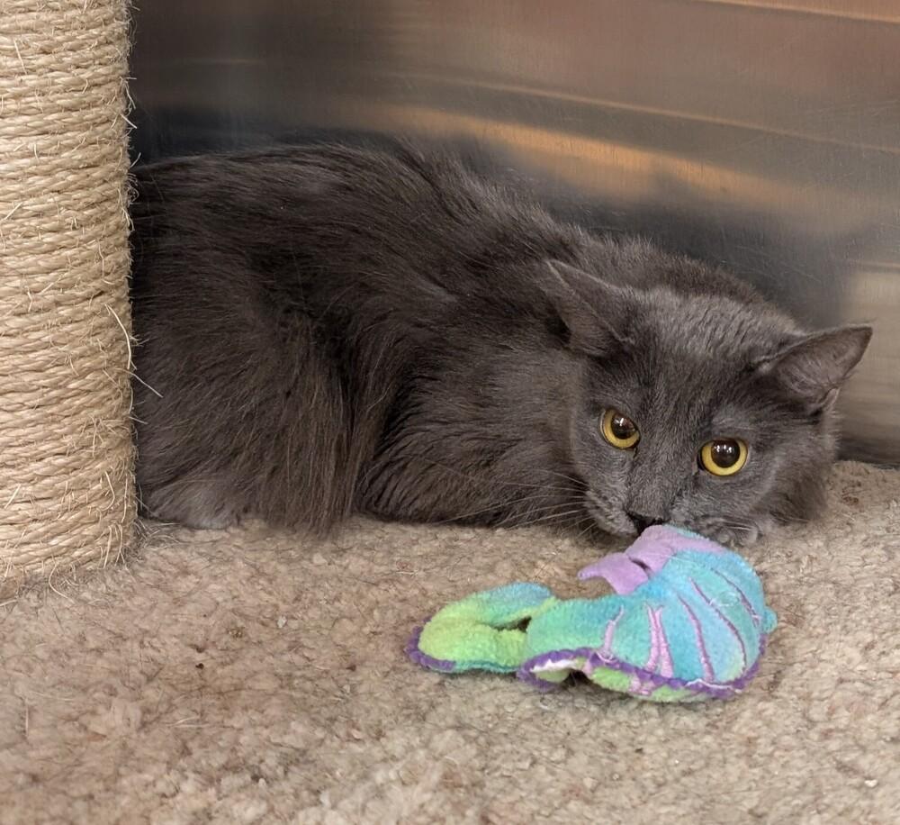 Smaug, Adoptable, Adult Female Domestic Long Hair.