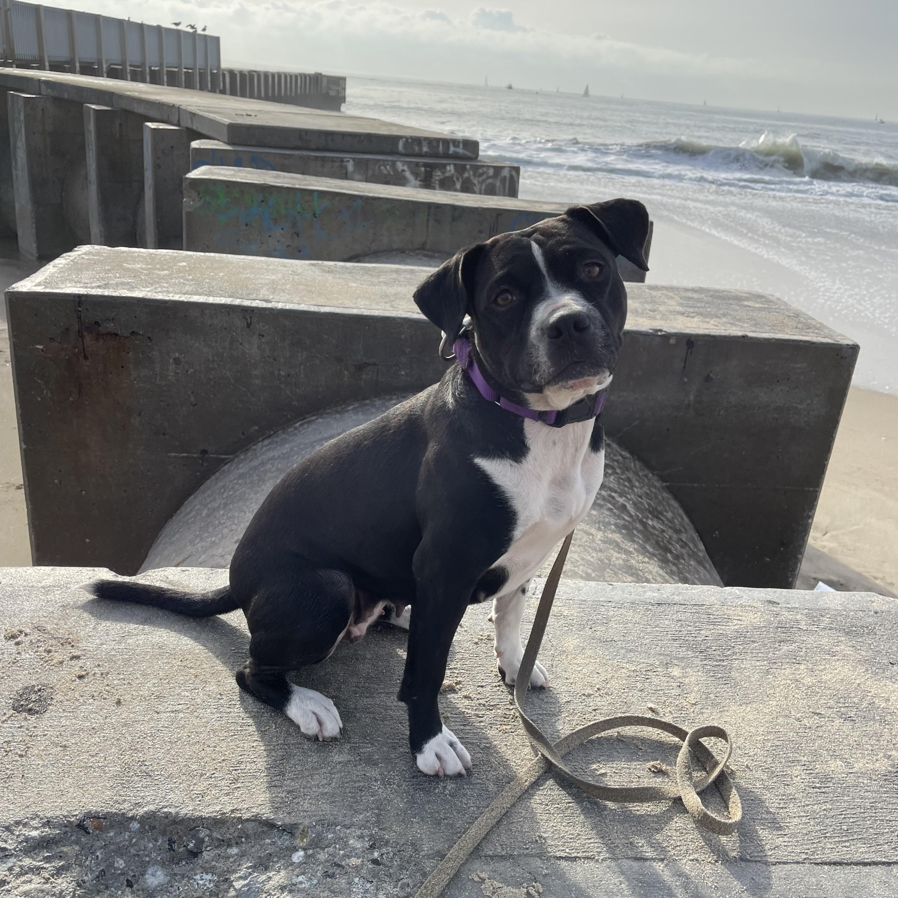 Tiny - Courtesy Post, Adult Female Staffordshire Bull Terrier