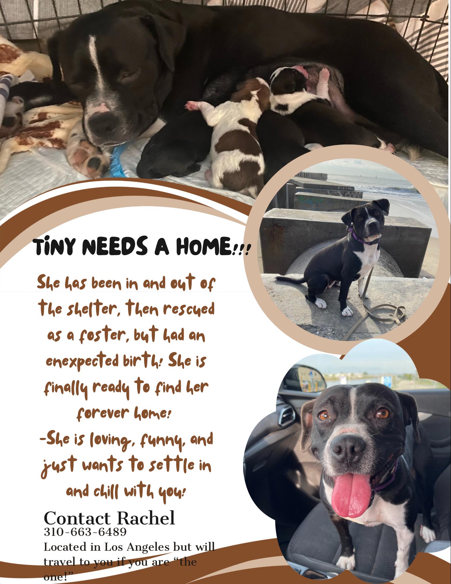 Tiny - Courtesy Post, a Adoptable mixed breed in Marina Del Rey, CA image 2/4