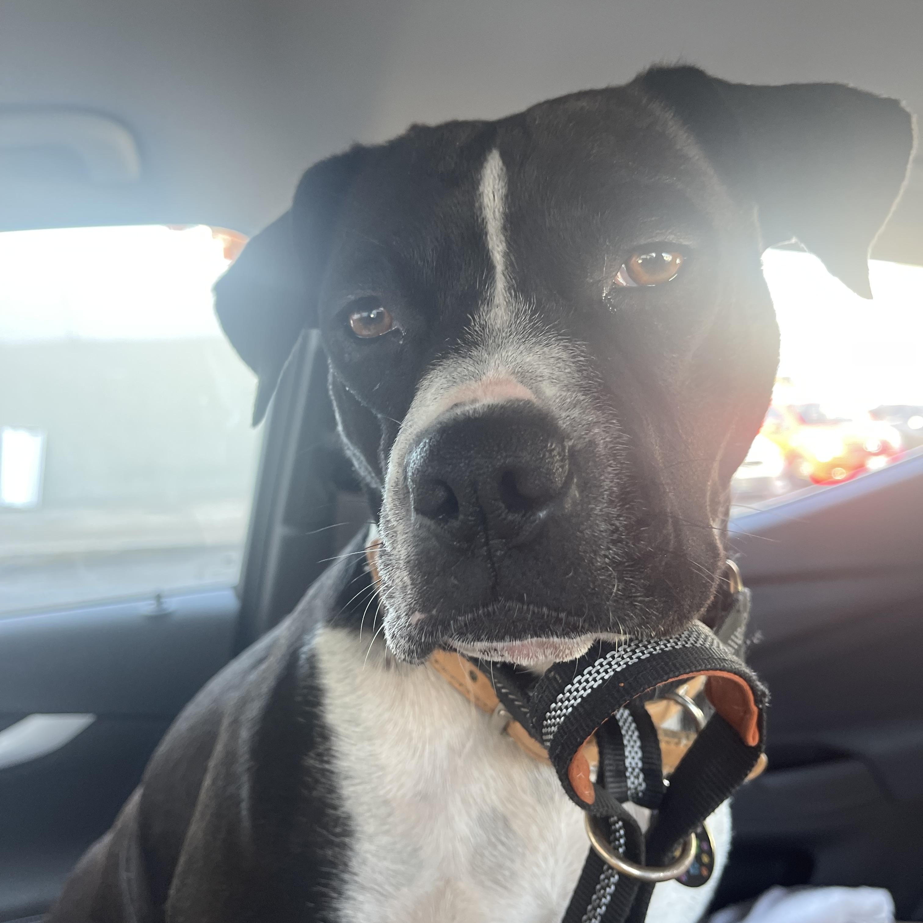 Tiny - Courtesy Post, a Adoptable mixed breed in Marina Del Rey, CA image 3/4