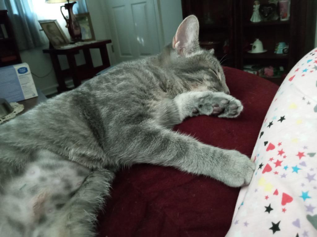 Peach, Adoptable, Kitten Female Domestic Short Hair.