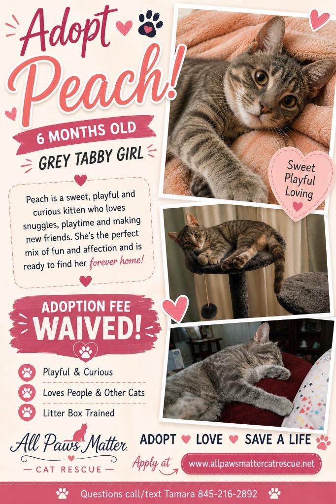 Peach, a Adoptable mixed breed in LIberty, NY image 2/4