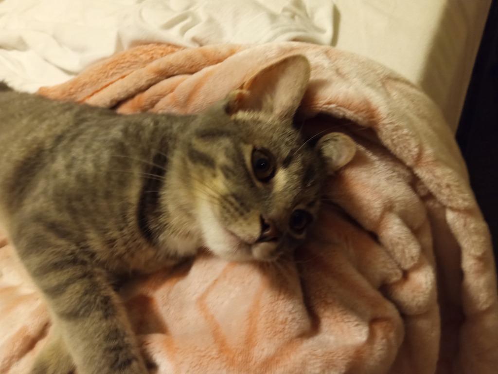 Peach, a Adoptable mixed breed in LIberty, NY image 3/4