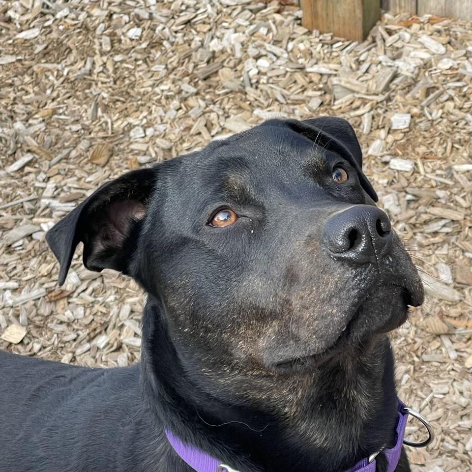DJ, Adoptable, Adult Male Pit Bull Terrier & Affenpinscher.