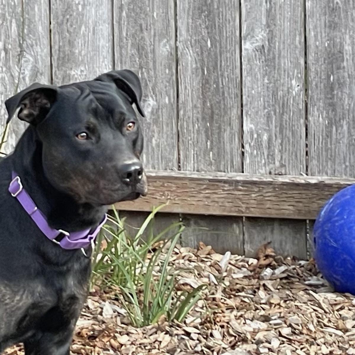 Enlarge DJ, a Adoptable mixed breed in Long Beach, WA image 2/4
