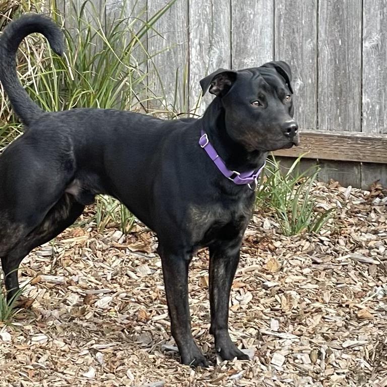 Enlarge DJ, a Adoptable mixed breed in Long Beach, WA image 3/4