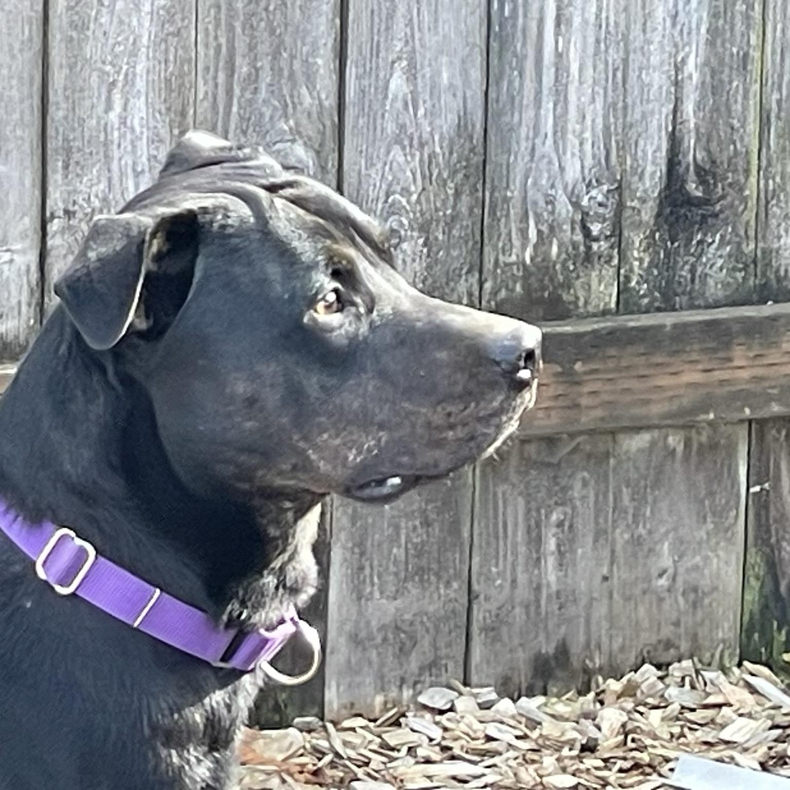 Enlarge DJ, a Adoptable mixed breed in Long Beach, WA image 4/4