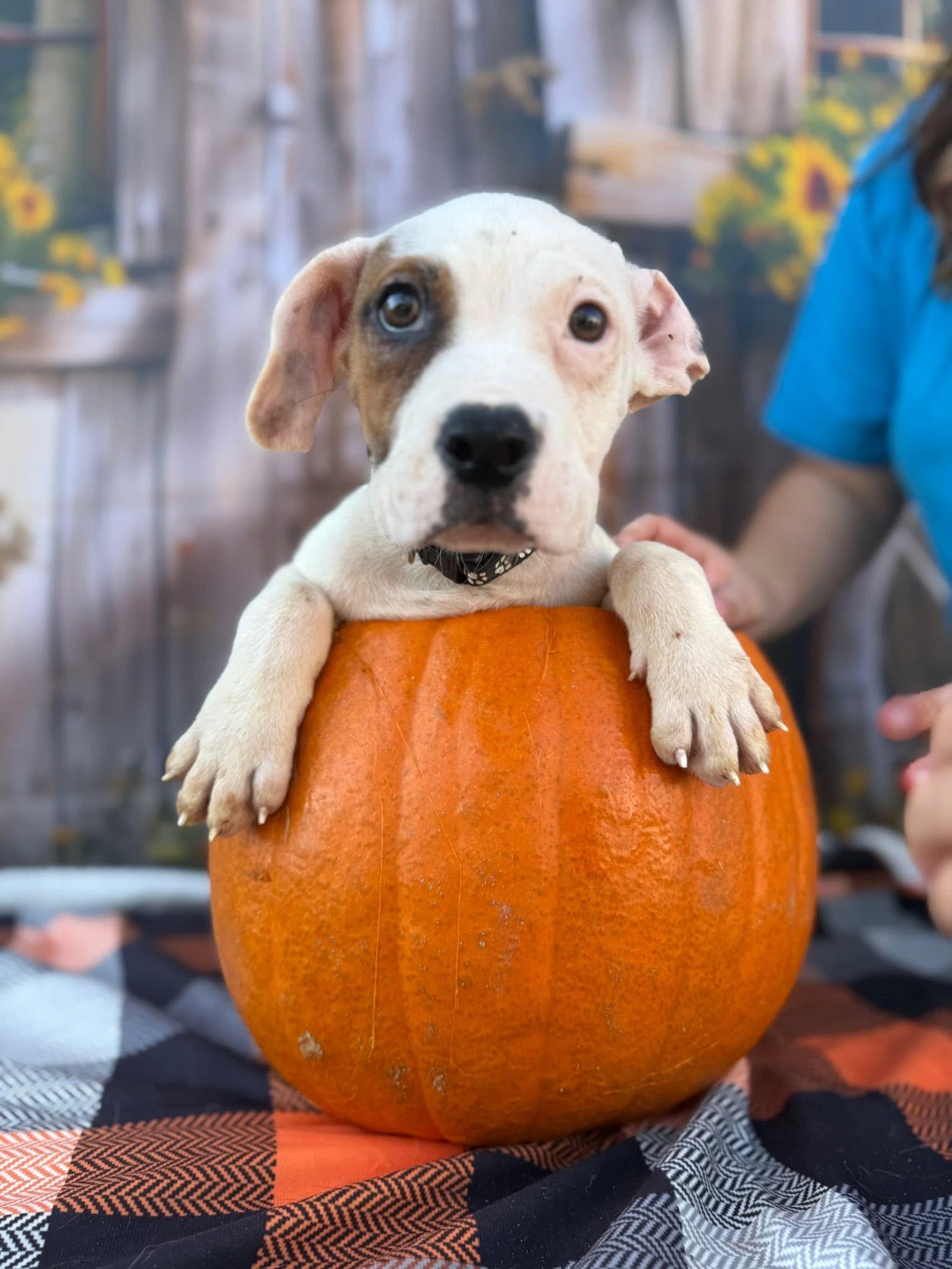 Levi, Adoptable, Puppy Male Mixed Breed.