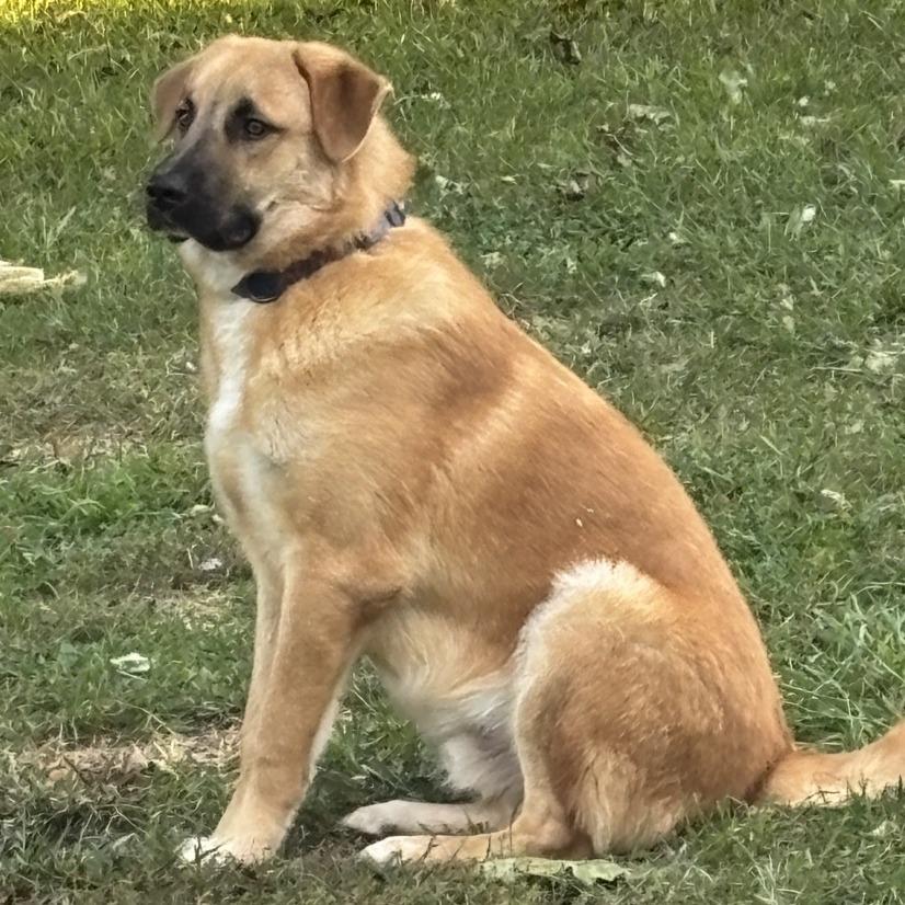 Gibson, Adoptable, Young Male Shepherd & Mixed Breed.