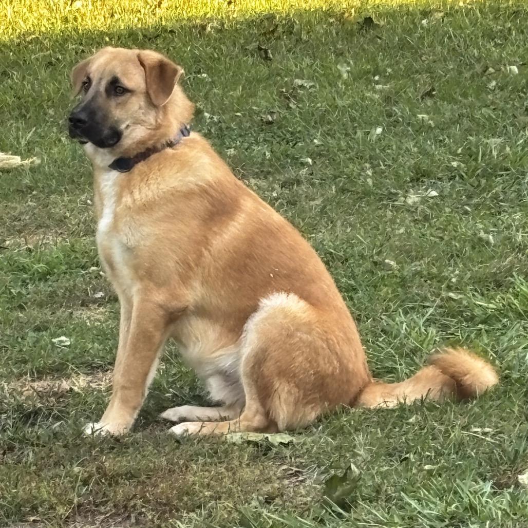 Gibson, Adoptable, Young Male Shepherd & Mixed Breed.