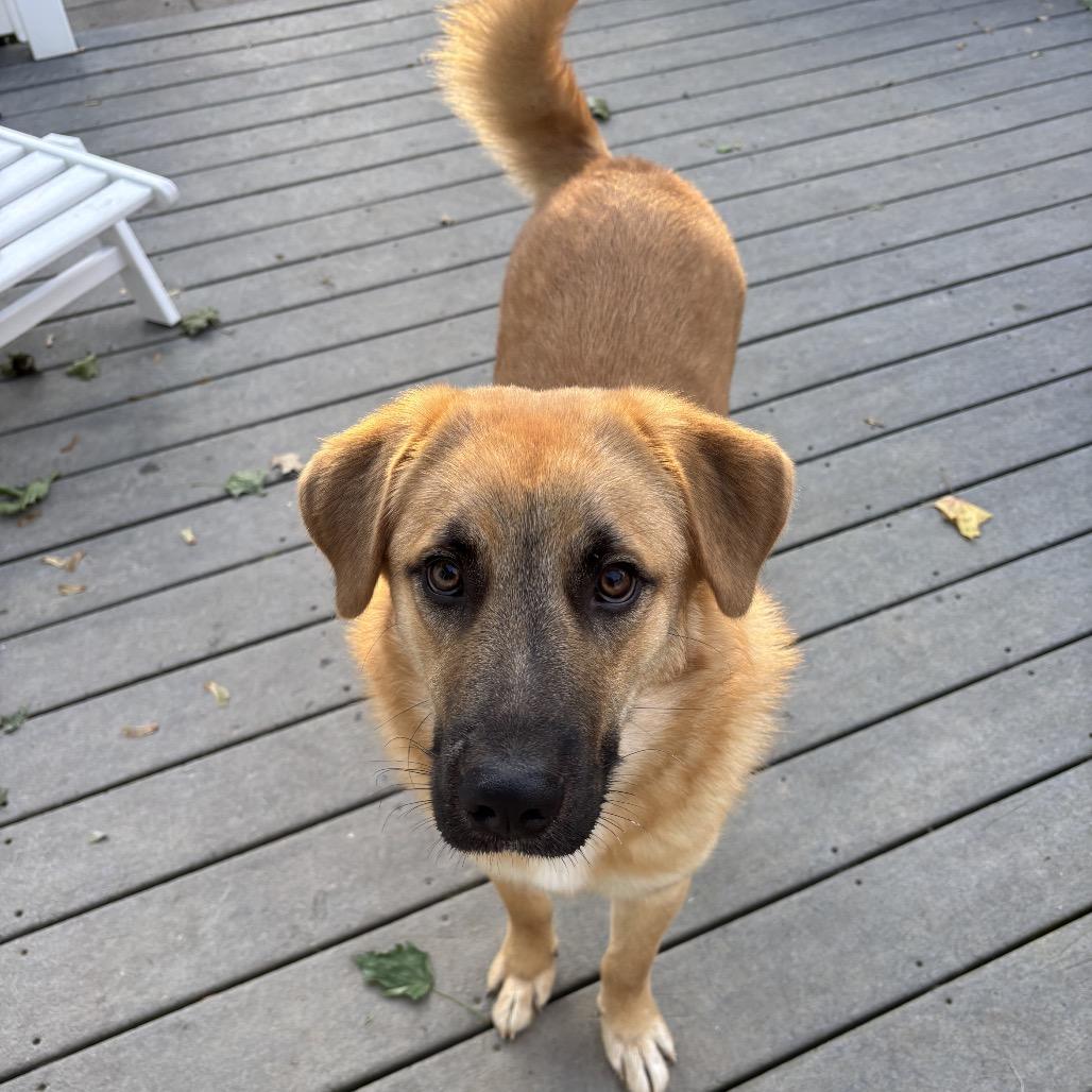 Enlarge Gibson, a Adoptable mixed breed in Phoenix, MD image 2/4