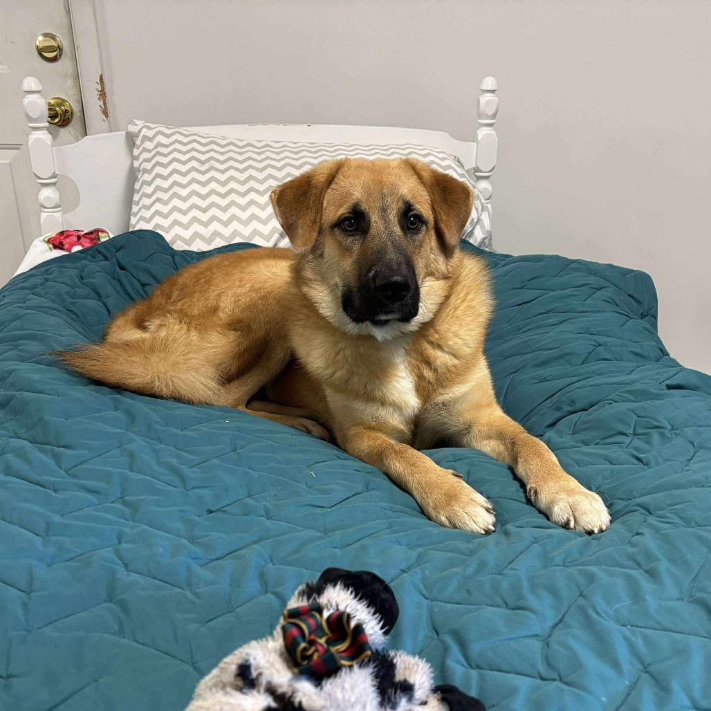 Enlarge Gibson, a Adoptable mixed breed in Phoenix, MD image 3/4