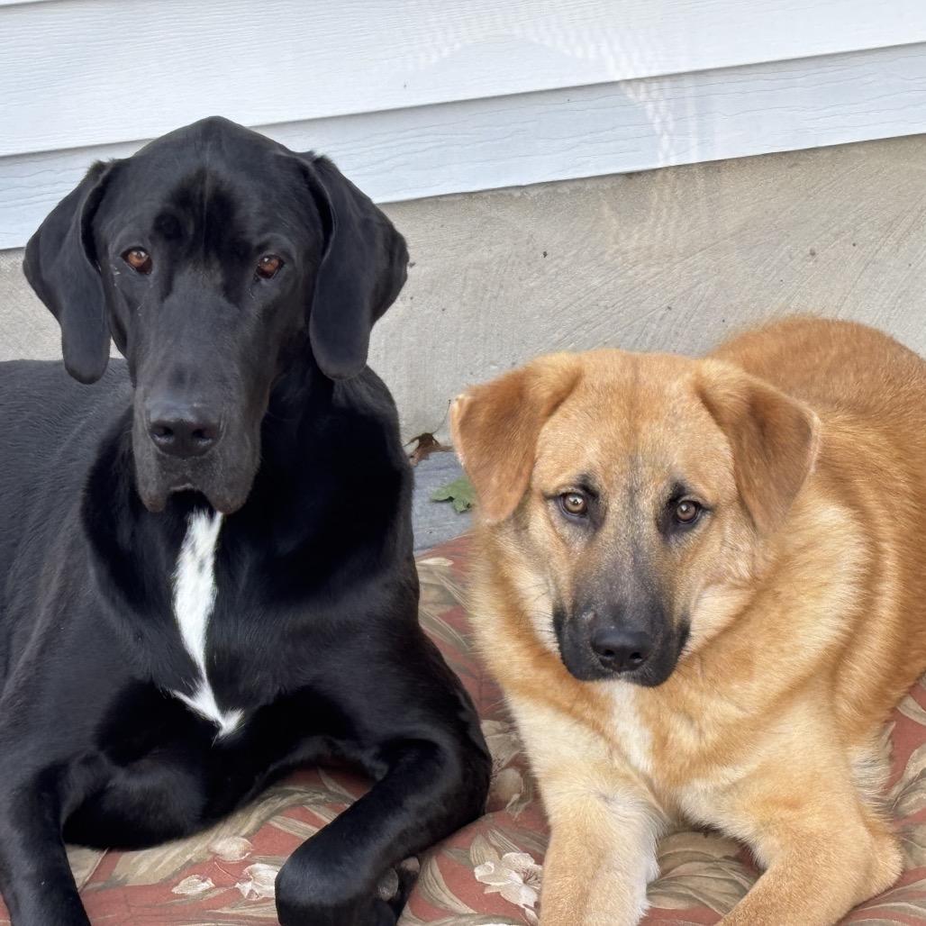 Enlarge Gibson, a Adoptable mixed breed in Phoenix, MD image 4/4