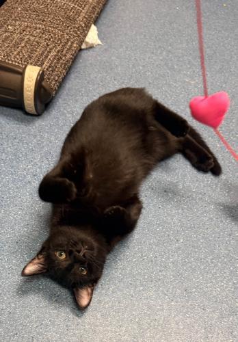 Eclipse, Adoptable, Kitten Female Domestic Short Hair.