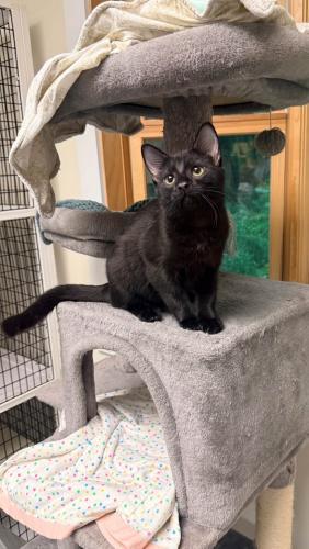 Enlarge Eclipse, a Adoptable Domestic Short Hair in St. Johnsbury, VT image 2/3