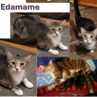 Edamame, Adoptable, Young Female Domestic Short Hair.