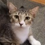 Edamame, Adoptable, Adult Female Domestic Short Hair.