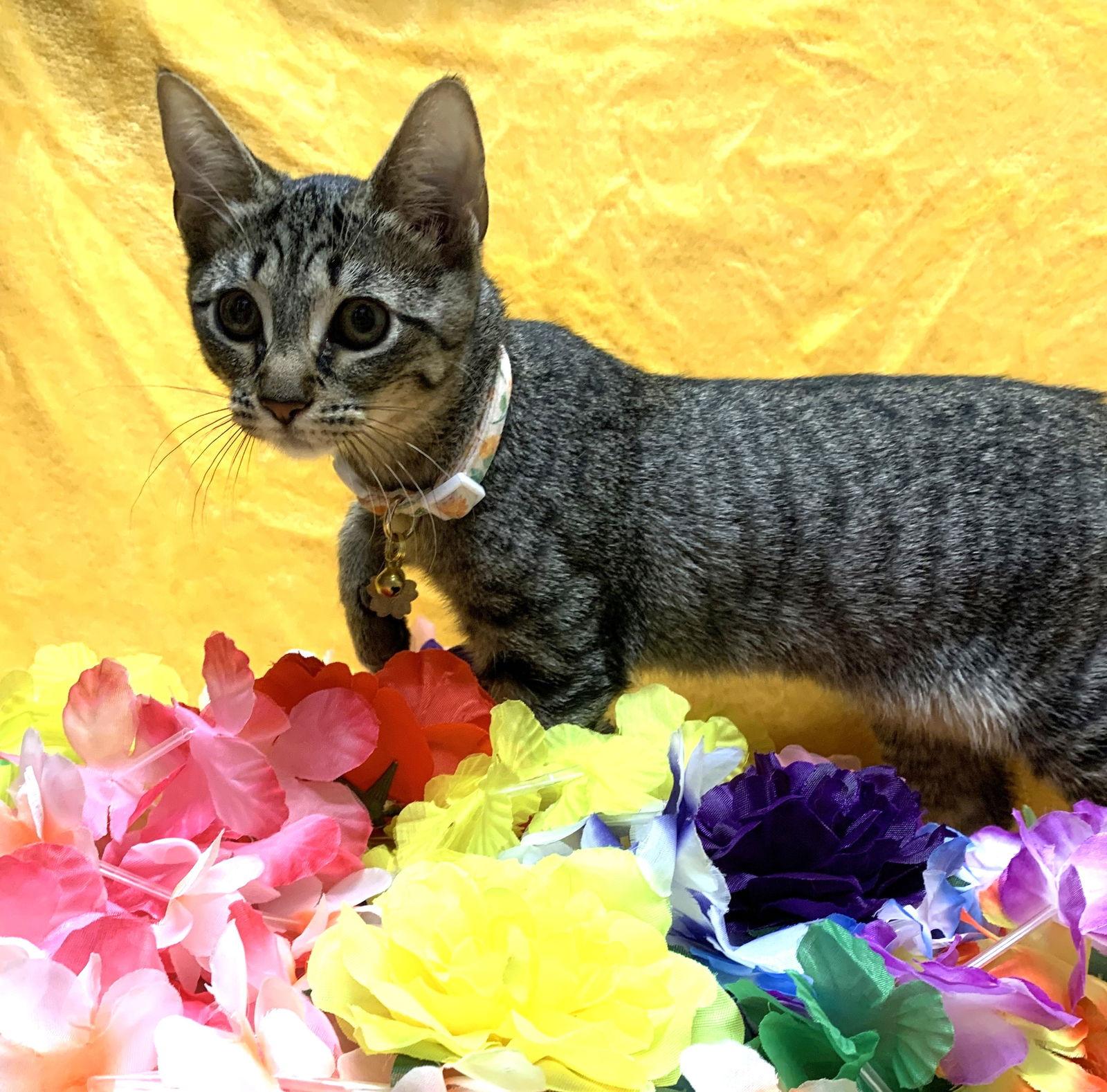 Pawdrey Hepburn #spunky-n-sweet, a Adoptable mixed breed in Houston, TX image 1/3