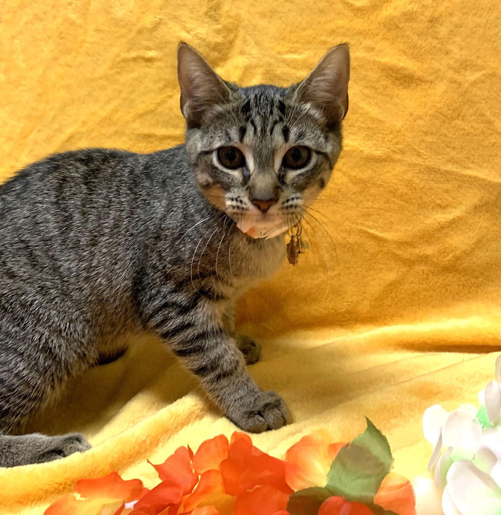 Pawdrey Hepburn #spunky-n-sweet, a Adoptable mixed breed in Houston, TX image 2/3