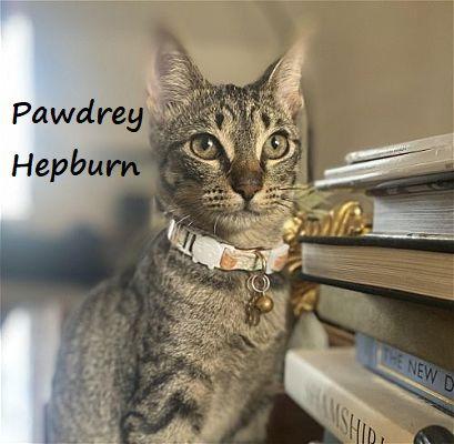 Pawdrey Hepburn #spunky-n-sweet, a Adoptable mixed breed in Houston, TX image 3/3