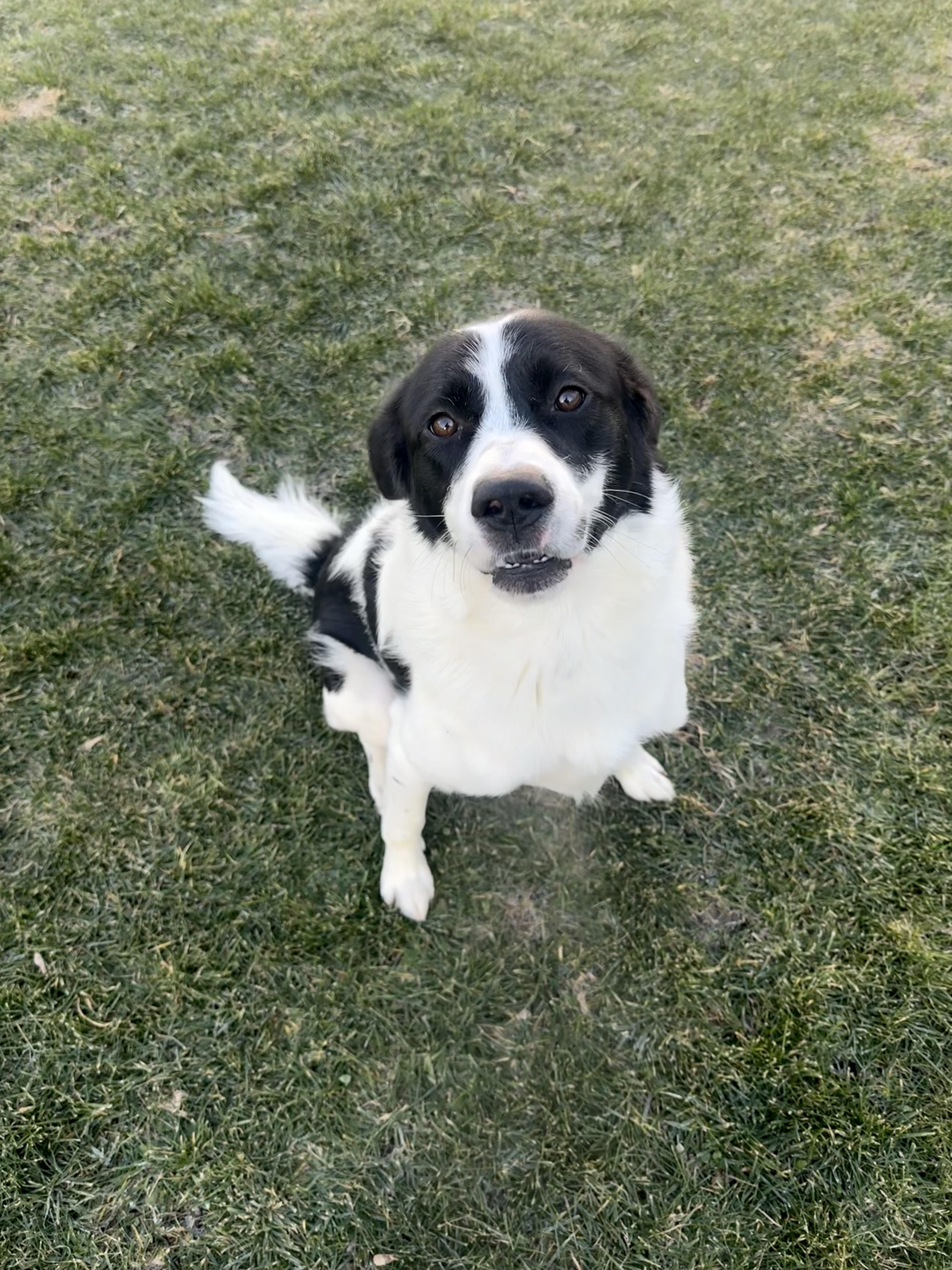 Joey, a Adopted mixed breed in Bowmanville, ON image 1/2