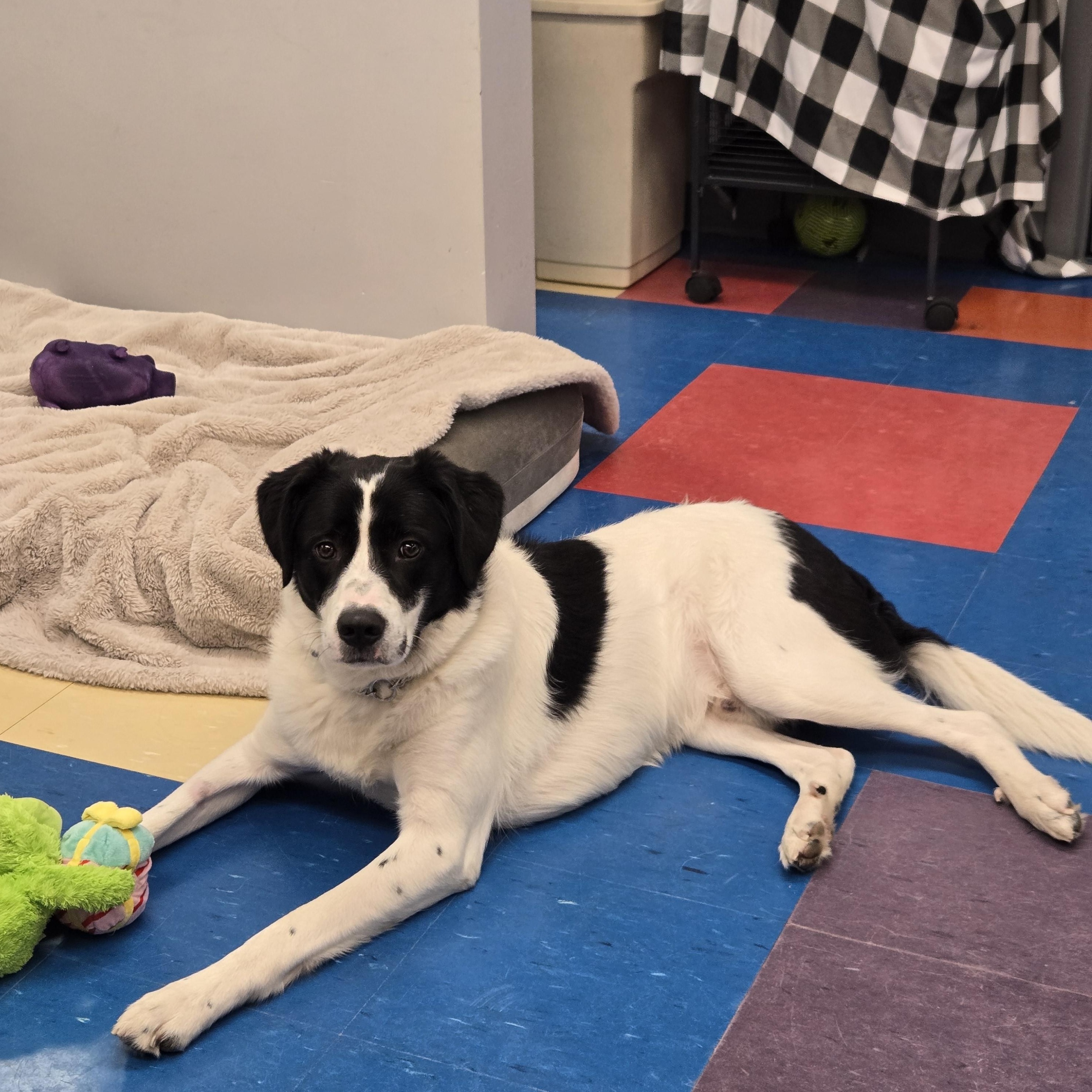 Joey, a Adopted mixed breed in Bowmanville, ON image 2/2