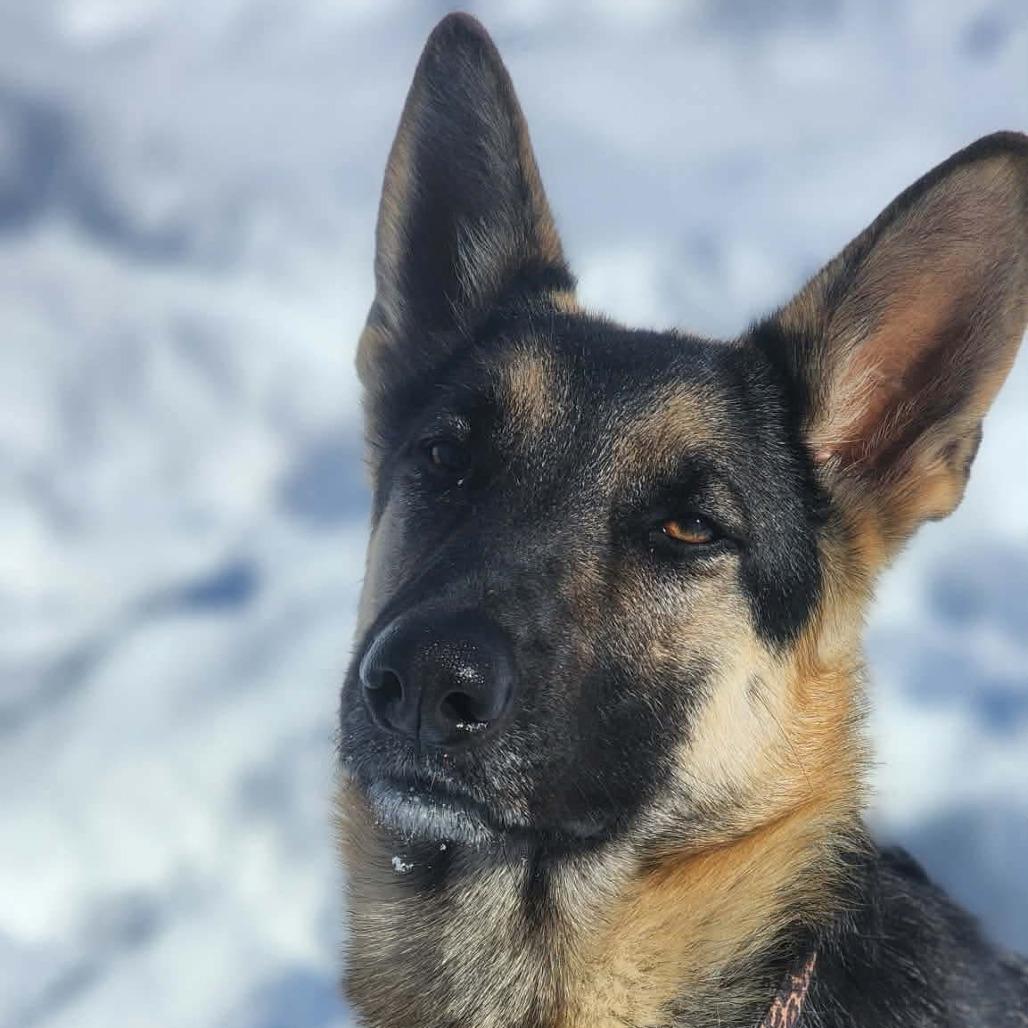 Xena, Adoptable, Adult Female German Shepherd Dog.