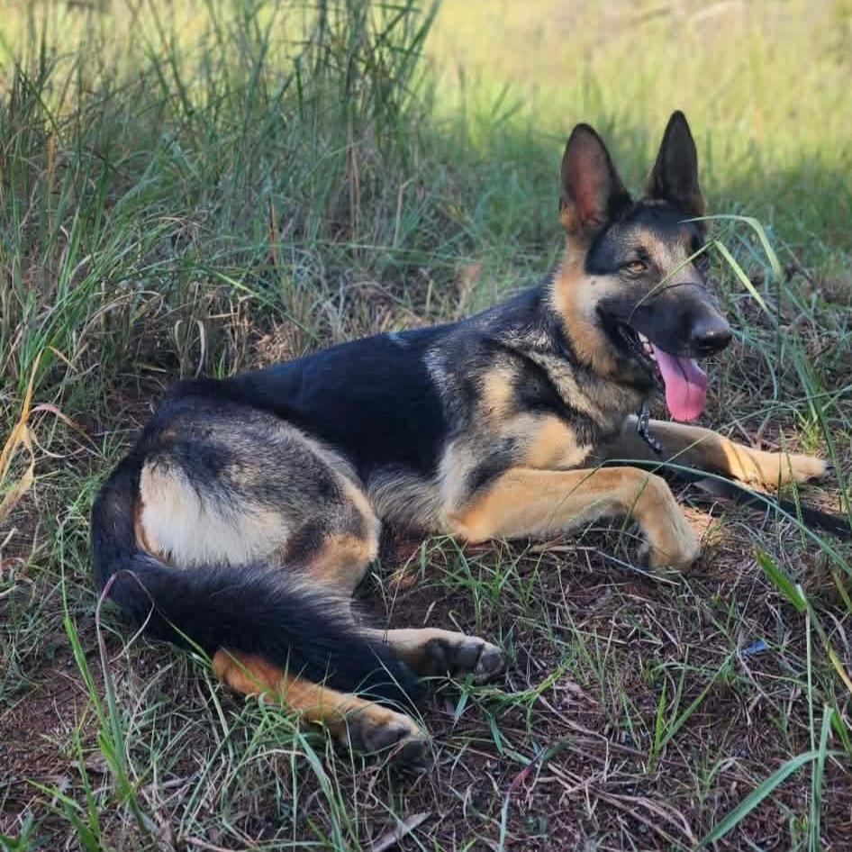 Enlarge Xena, a Adoptable German Shepherd Dog in Tulsa, OK image 2/6