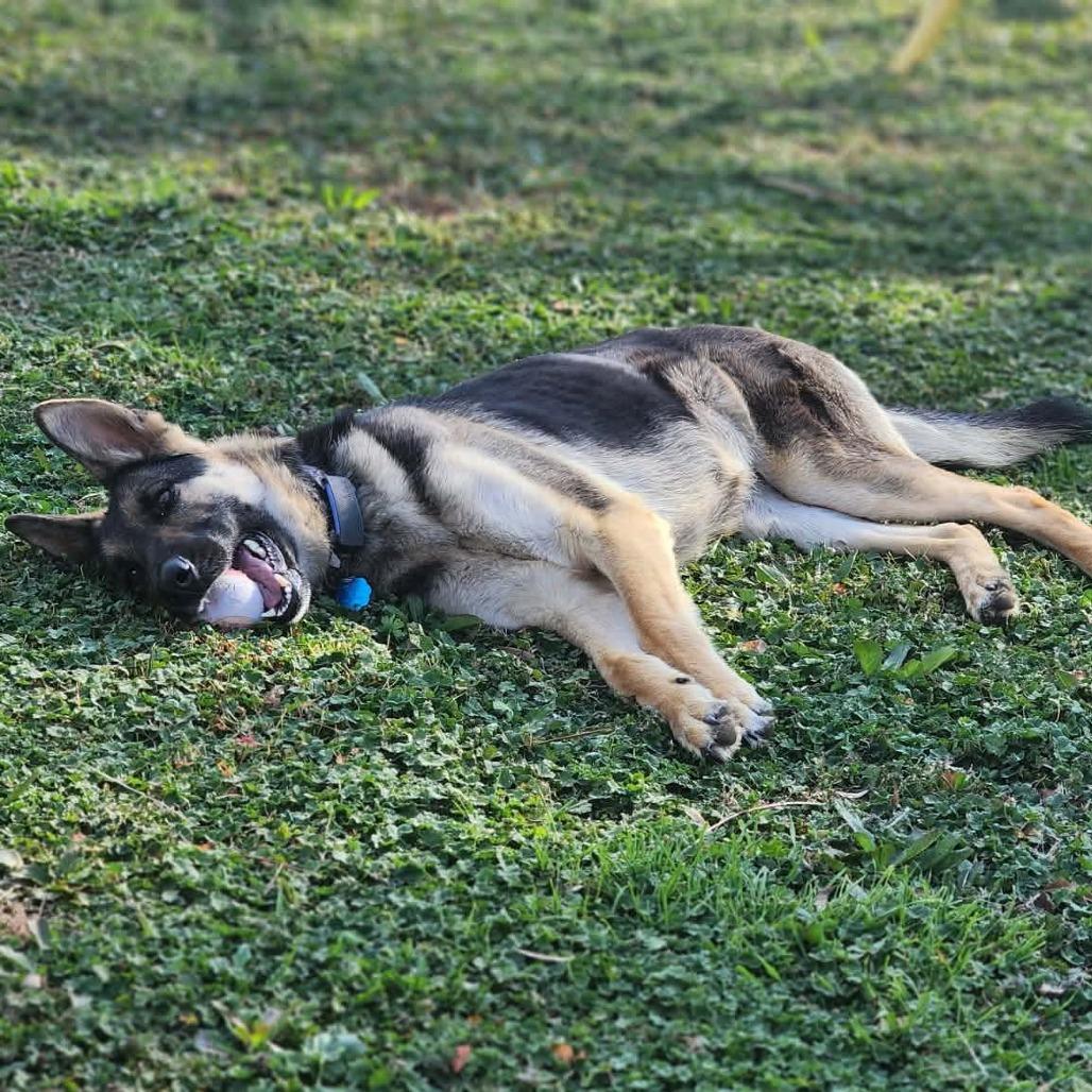 Enlarge Xena, a Adoptable German Shepherd Dog in Tulsa, OK image 3/6