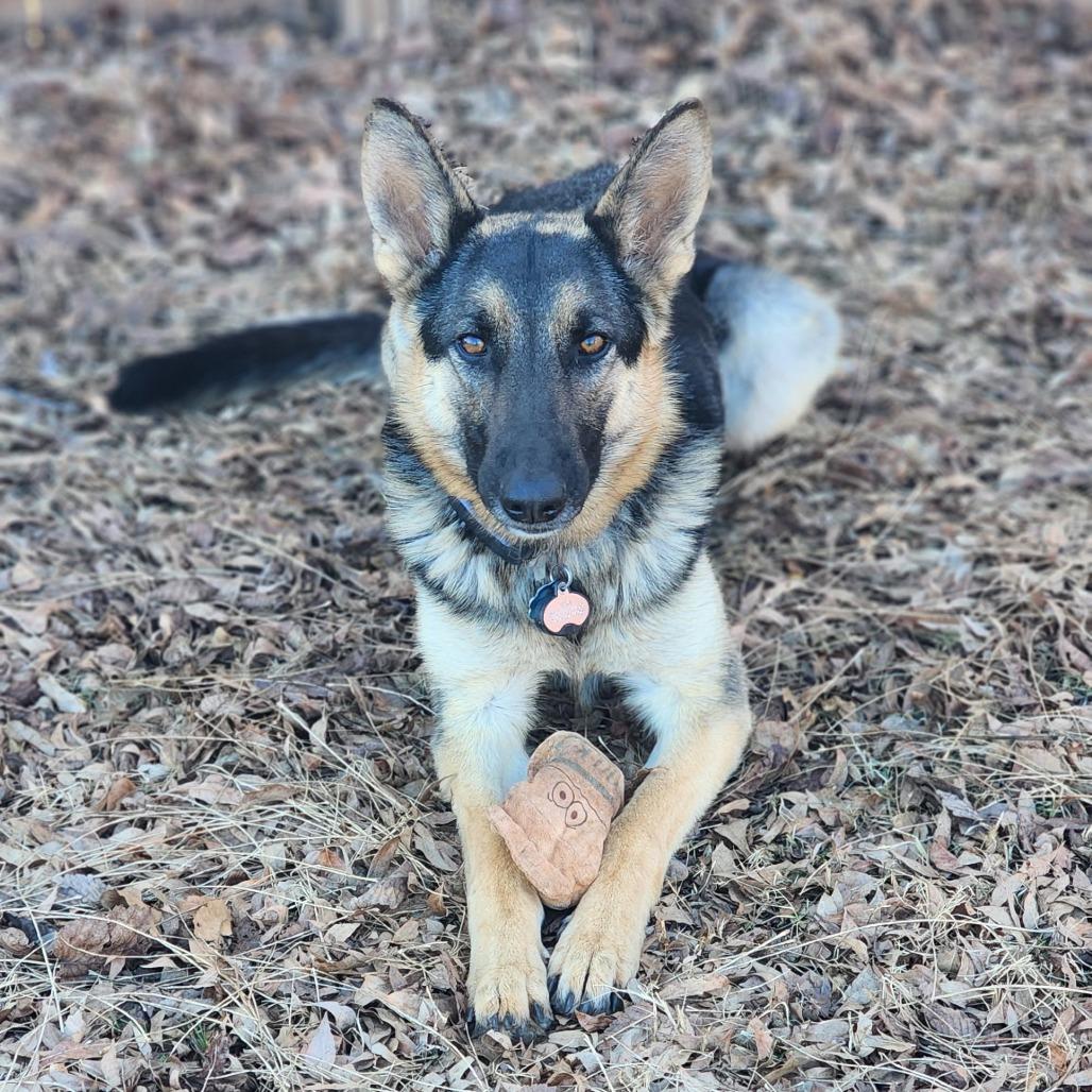 Enlarge Xena, a Adoptable German Shepherd Dog in Tulsa, OK image 4/6