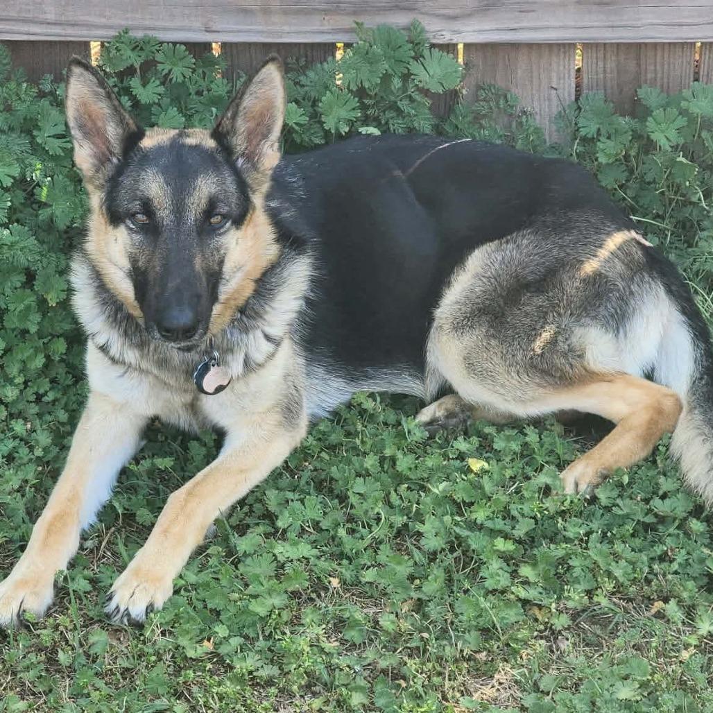 Enlarge Xena, a Adoptable German Shepherd Dog in Tulsa, OK image 5/6