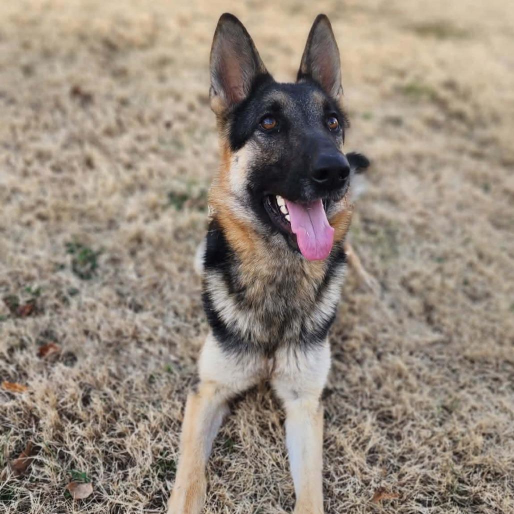 Enlarge Xena, a Adoptable German Shepherd Dog in Tulsa, OK image 6/6