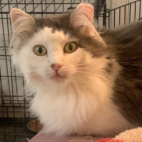 Jewell - Shy Mama Cat Looking for a Foster Home!, an adoptable Domestic Long Hair in Seattle, WA, 98125 | Photo Image 1