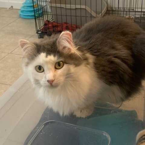 Jewell - Shy Mama Cat Looking for a Foster Home!, an adoptable Domestic Long Hair in Seattle, WA, 98125 | Photo Image 2