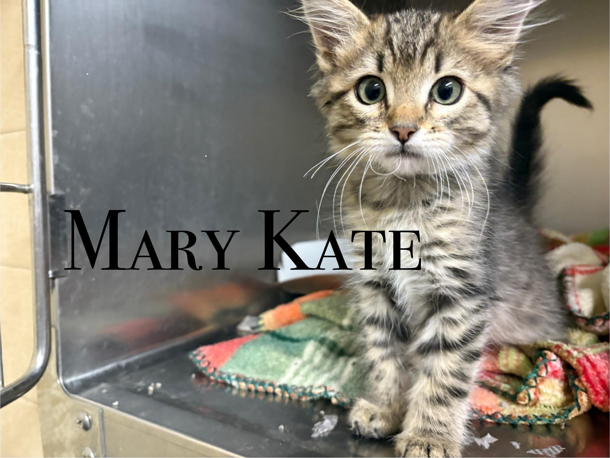 Mary Kate, an adoptable Domestic Short Hair in Craig, CO, 81625 | Photo Image 1