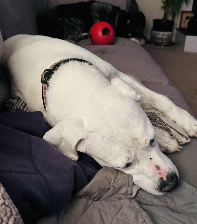 Enlarge Zara, a Adopted mixed breed in Hockessin, DE image 2/2