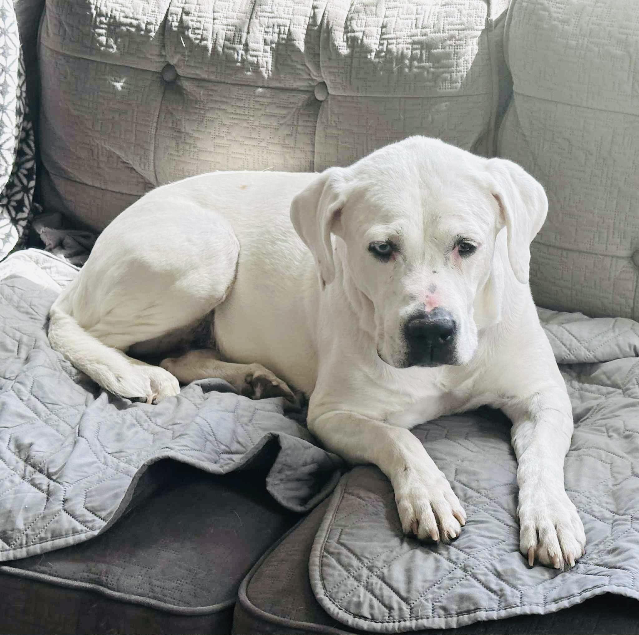Zara, Adult Female Dogo Argentino