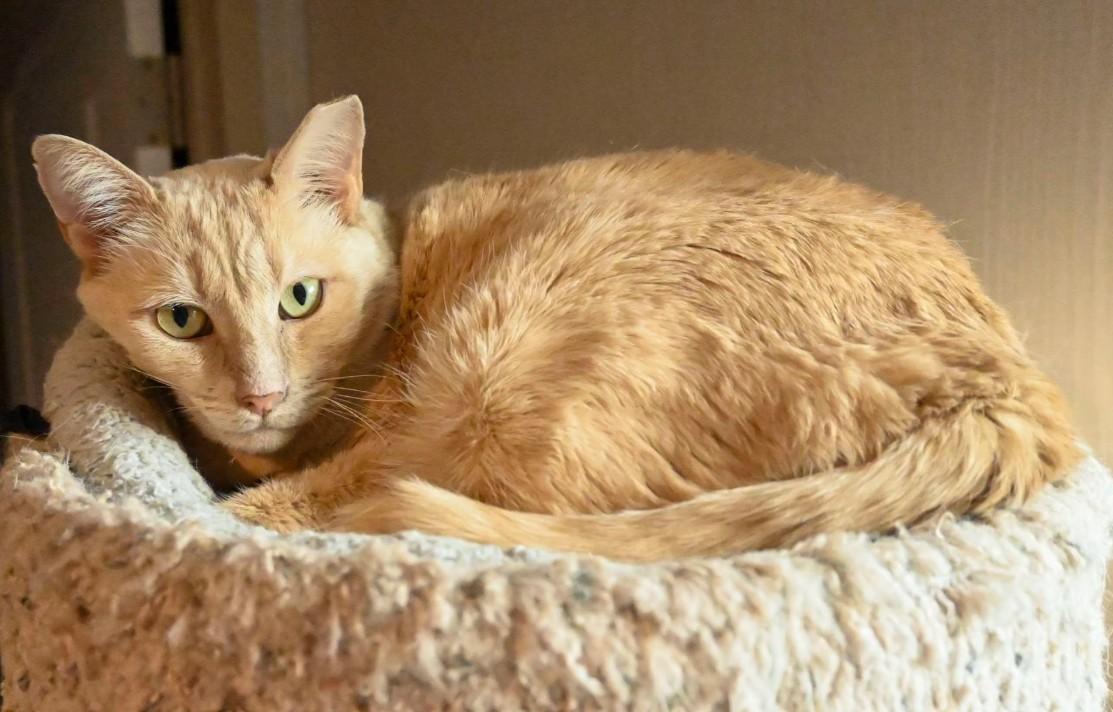 Salmon, a Adoptable Domestic Short Hair image 1/3