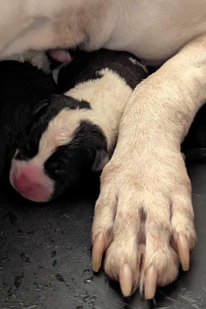 Tequila Rose, Adoptable, Puppy Female Mixed Breed.